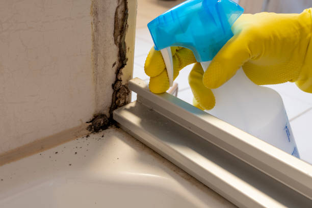 Professional Mold Remediation in South Gate, CA