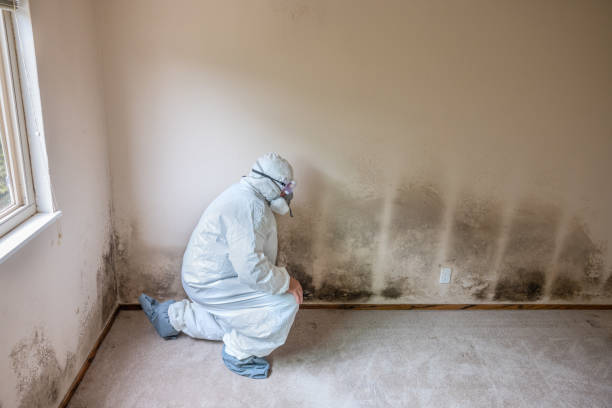 Mold Remediation for Rental Properties in South Gate, CA